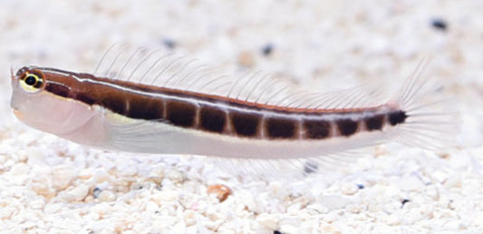 Linear Blenny