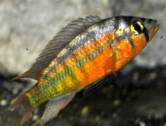 Rock Kribensis Cichlid 4”