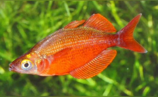 RED Rainbow-MDL