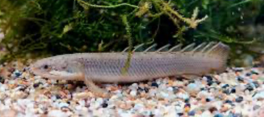Senegal Bichir (Polypterus senegalus)
