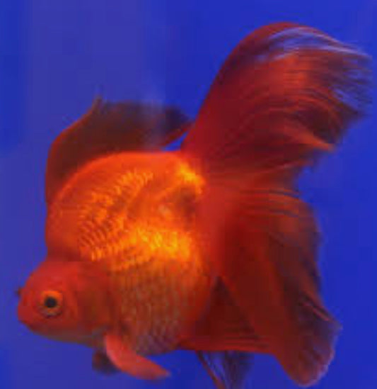 RED Ryunki Fantail