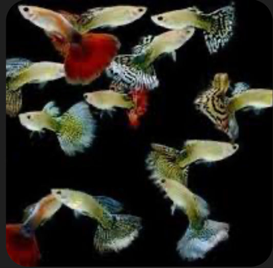 Assorted Guppy PAIR