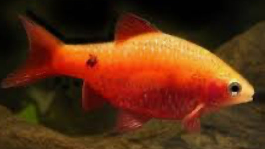 RED SIDE OR RED GLASS BARB (Rosy Barbs) MALE LARGE
