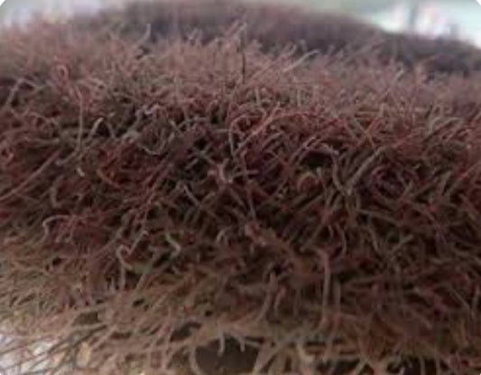 Live Black Worms Fish Food