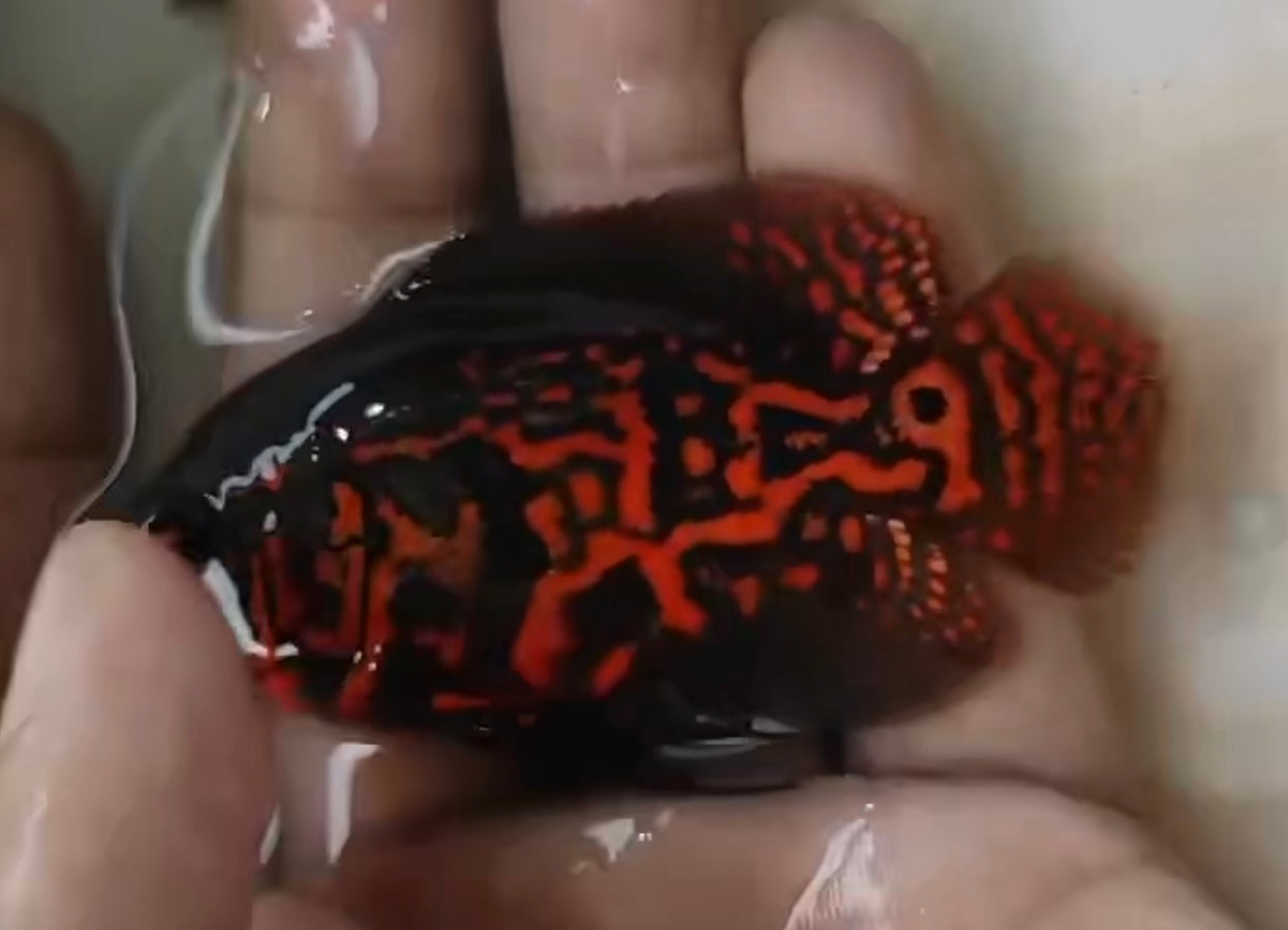 Oscar Copper Leopard (Astronotus ocellatus)