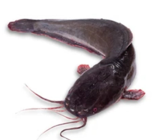 Black Whale Cat-md