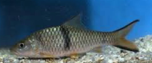 Hampala Barb (Hampala macrolepidota) 5"