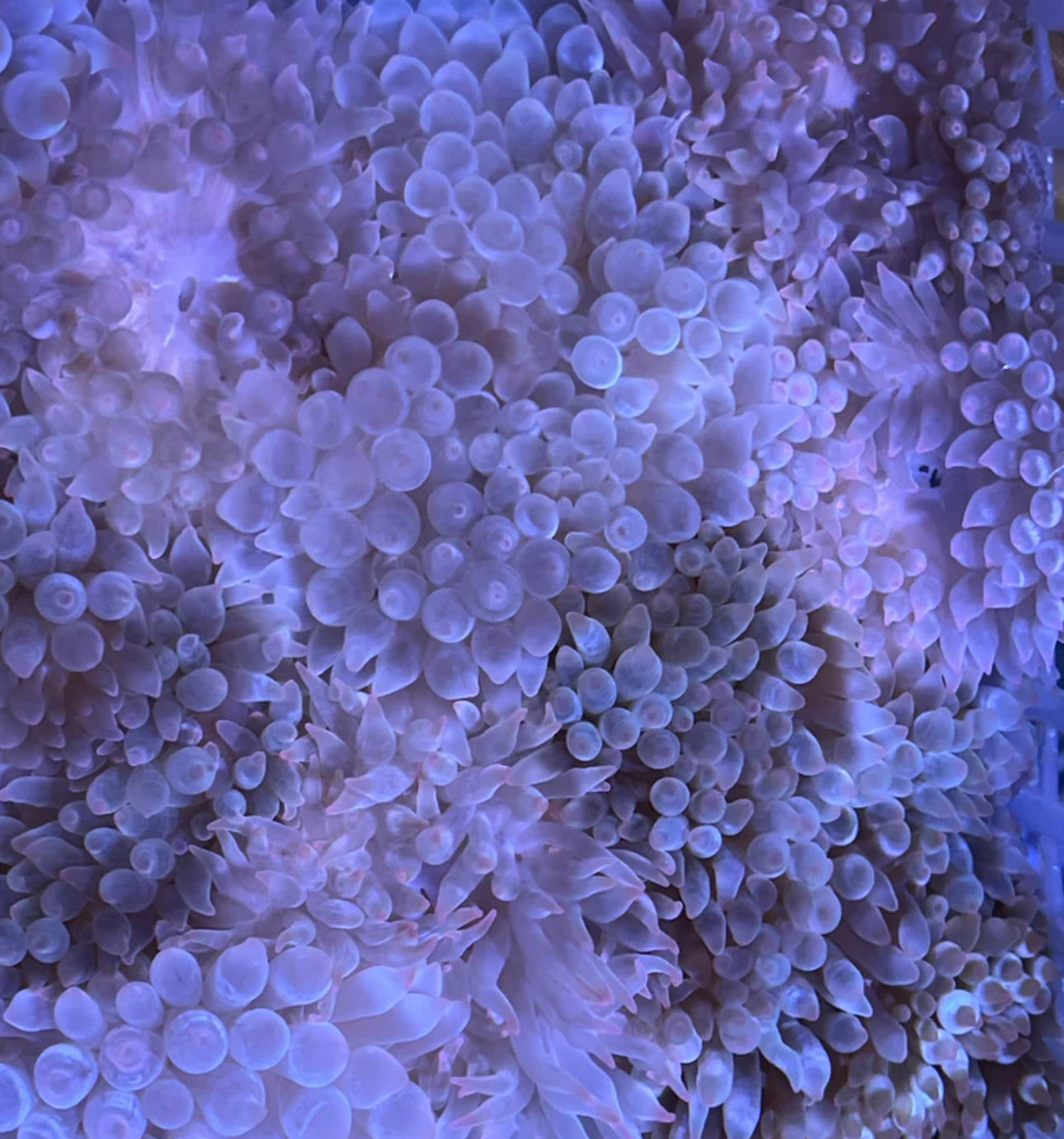 Purple Base Bubble TIP Anemone