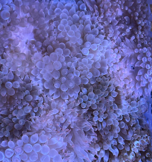 Purple Base Bubble TIP Anemone