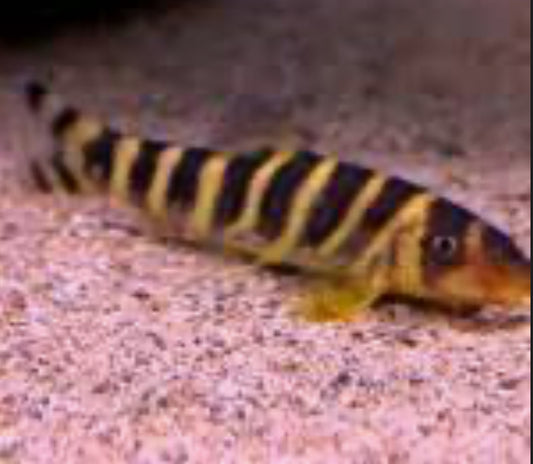 Queen Botia (Botia dario)