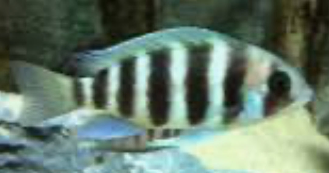 Kigoma 7 Stripe Frontosa 5"-6”