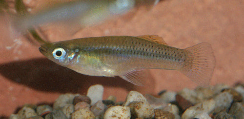 GAMBUSIA PUNCTATA