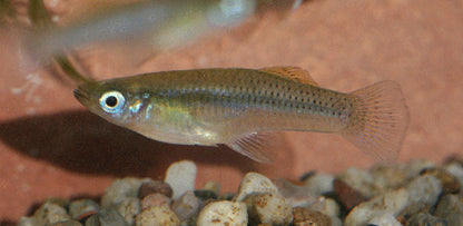 GAMBUSIA PUNCTATA