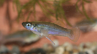 GAMBUSIA PUNCTATA