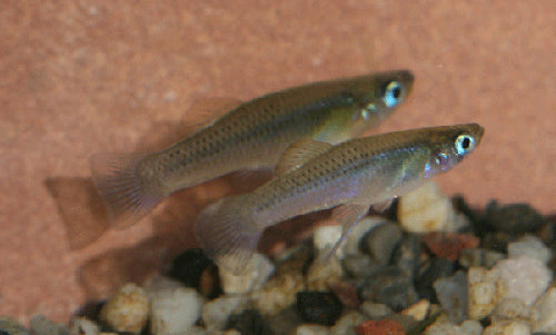 GAMBUSIA PUNCTATA