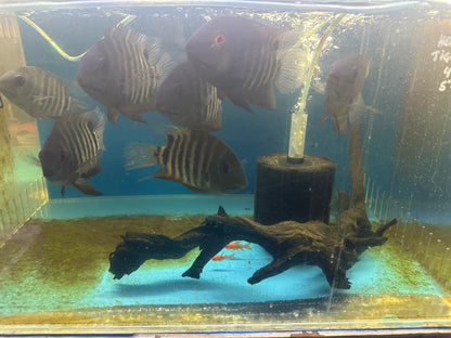 Red Mouthbrooder Severum (Heros liberifer)