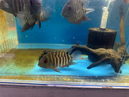 Red Mouthbrooder Severum (Heros liberifer)