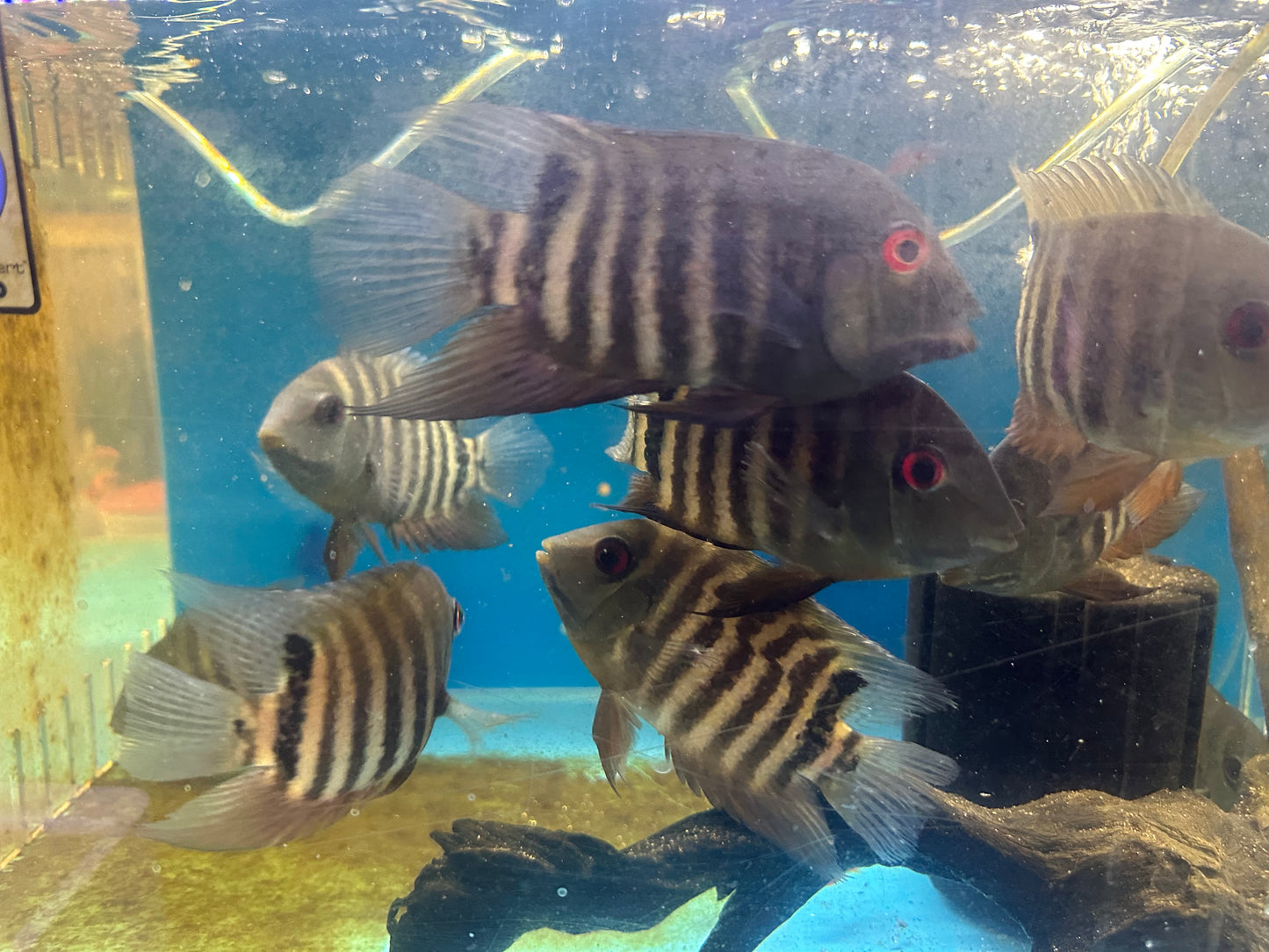 Red Mouthbrooder Severum (Heros liberifer)
