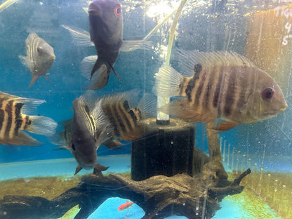 Red Mouthbrooder Severum (Heros liberifer)