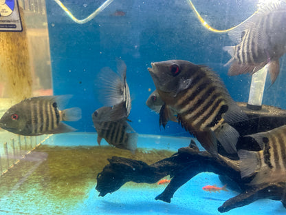 Red Mouthbrooder Severum (Heros liberifer)