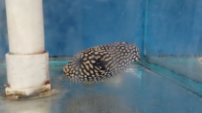 Mappa Puffer