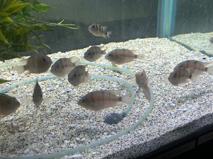 Cryptoheros cutteri
Blue Eye Cichlid