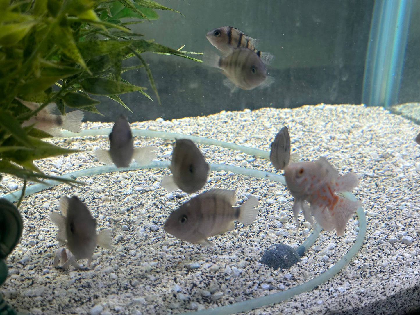 Cryptoheros cutteri
Blue Eye Cichlid