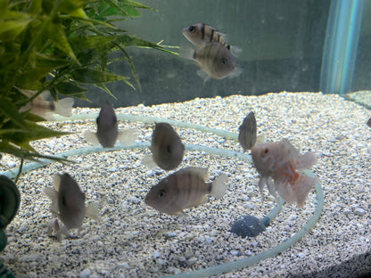 Cryptoheros cutteri
Blue Eye Cichlid