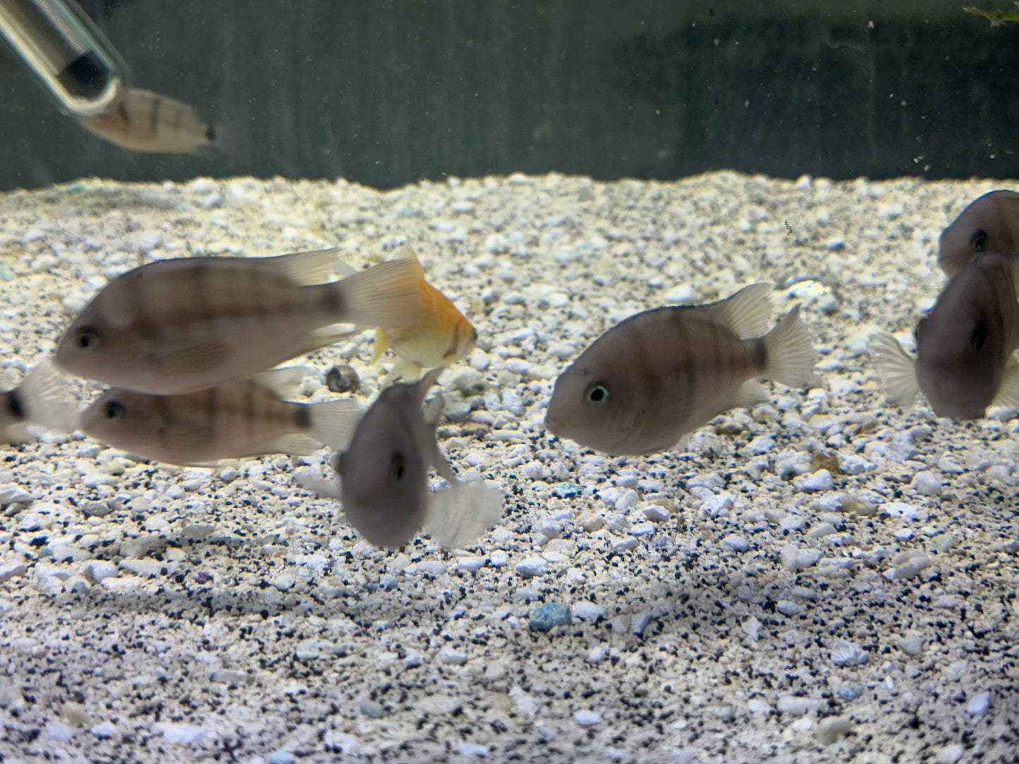 Cryptoheros cutteri
Blue Eye Cichlid