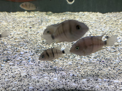 Cryptoheros cutteri
Blue Eye Cichlid