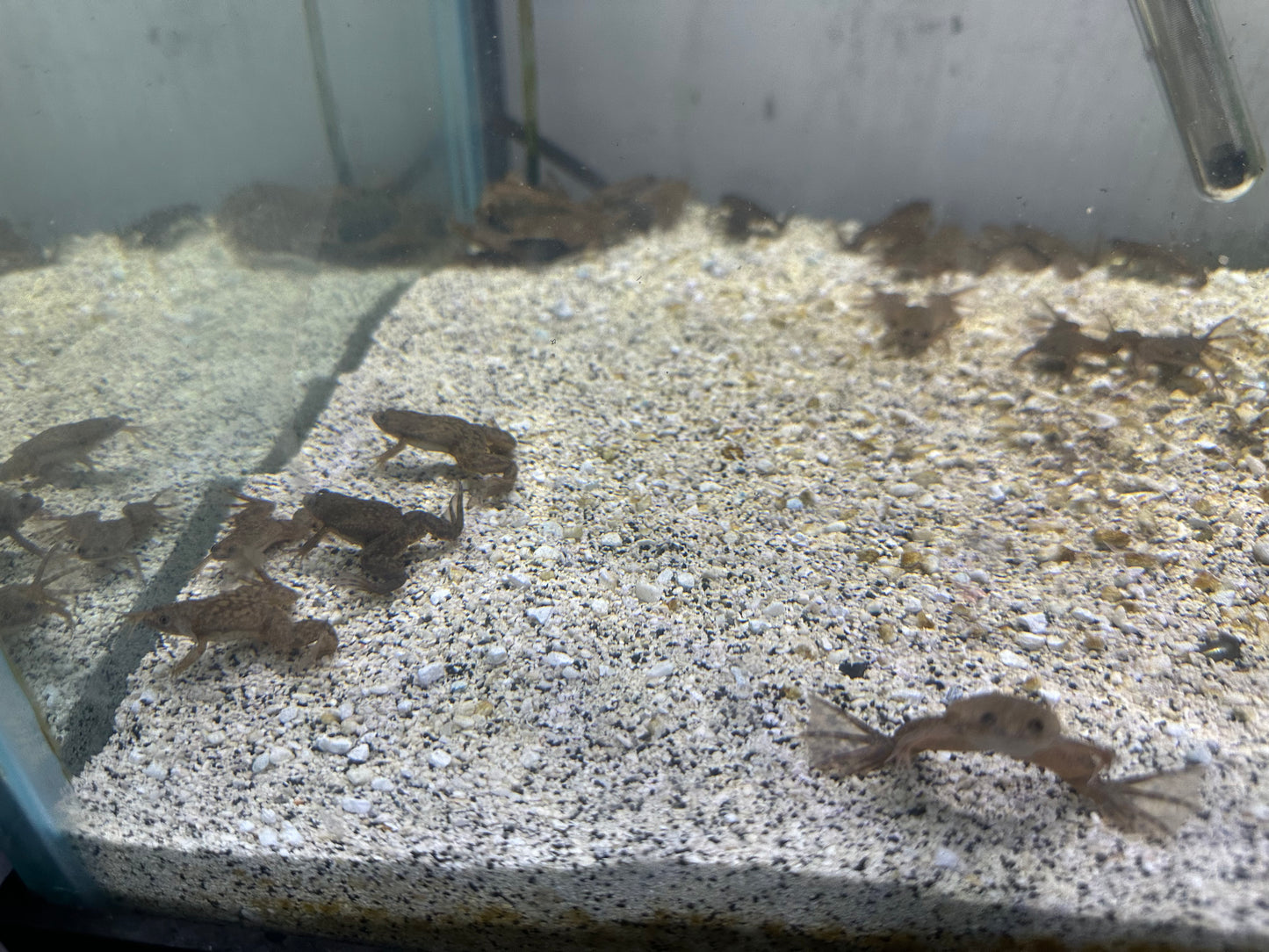 African clawed frog