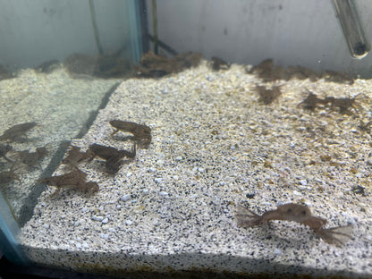 African clawed frog
