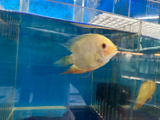 Gold Severum (Heros Severus)