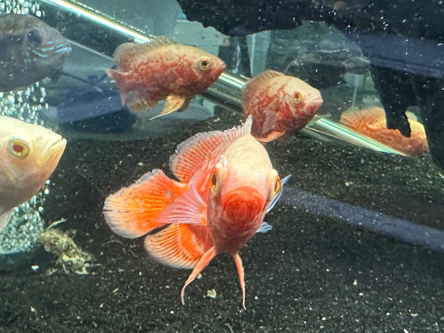 Nemo Tiger Oscar (Astronotus ocellatus)