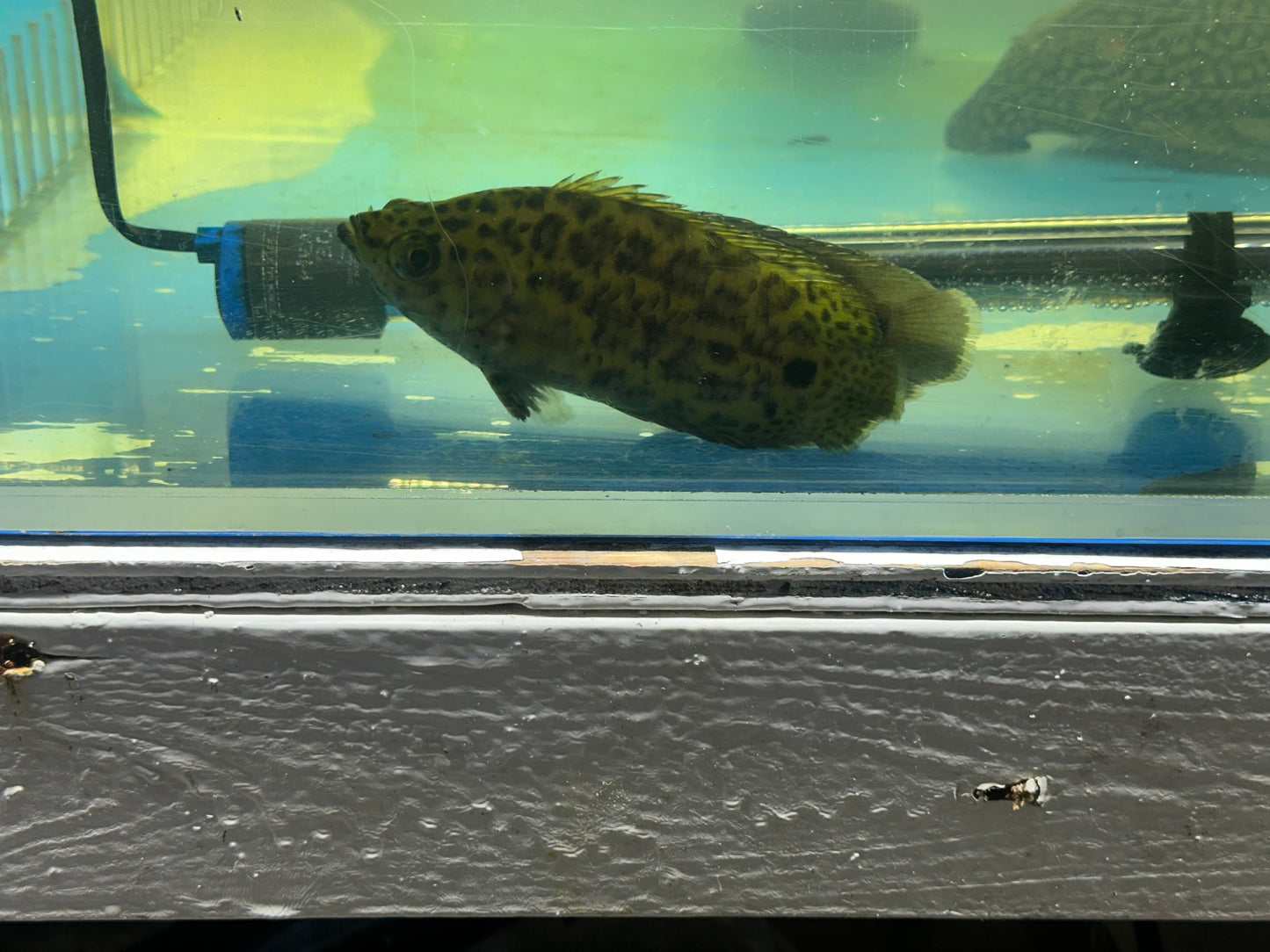 African Leopard Leaf Fish (Ctenopoma Acutirostre) 5"