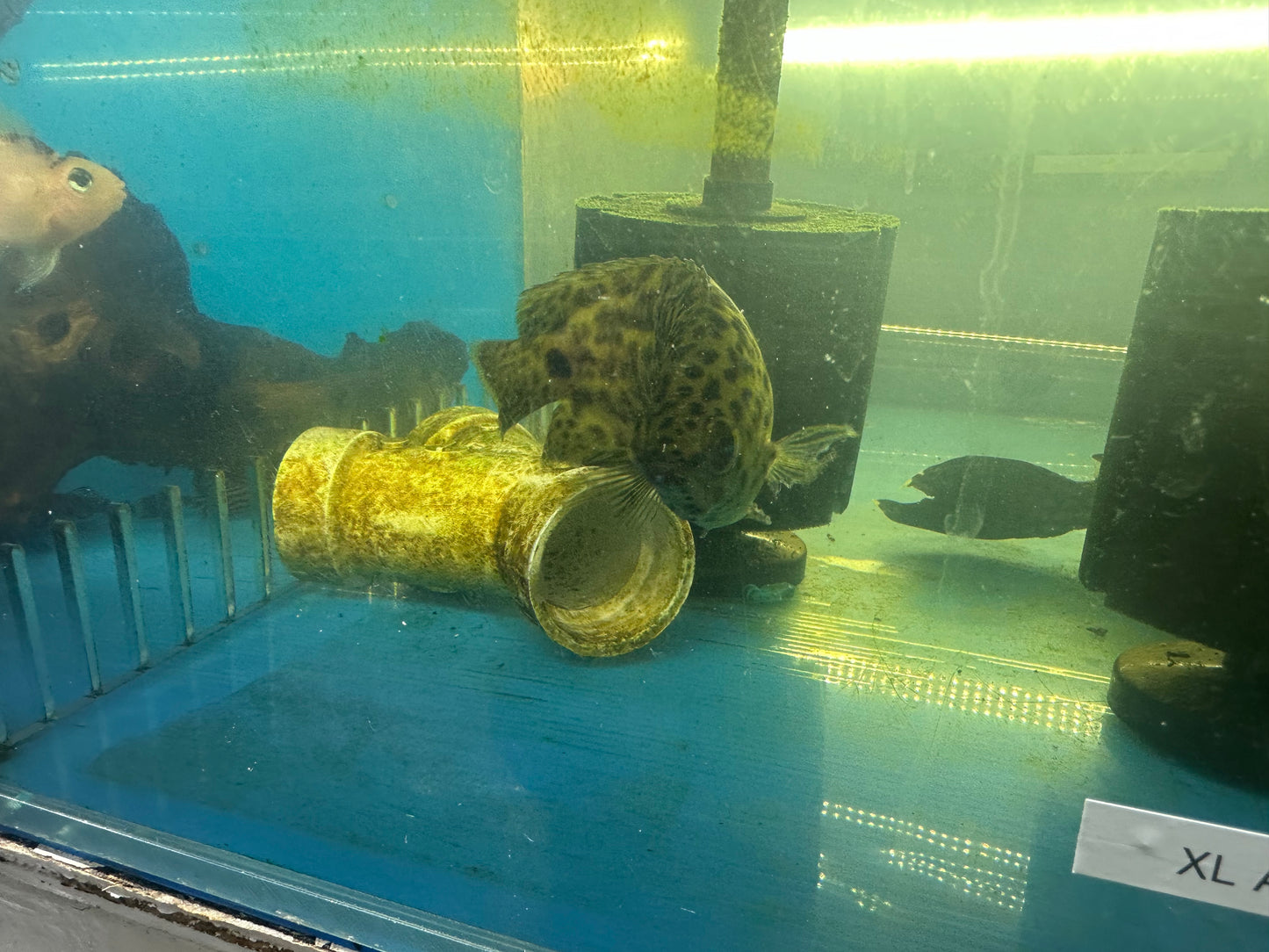 African Leopard Leaf Fish (Ctenopoma Acutirostre) 5"