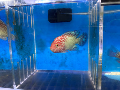 Red Texas Cichlid (Herichthys sp. hybrid)