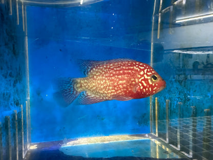 Red Texas Cichlid (Herichthys sp. hybrid)