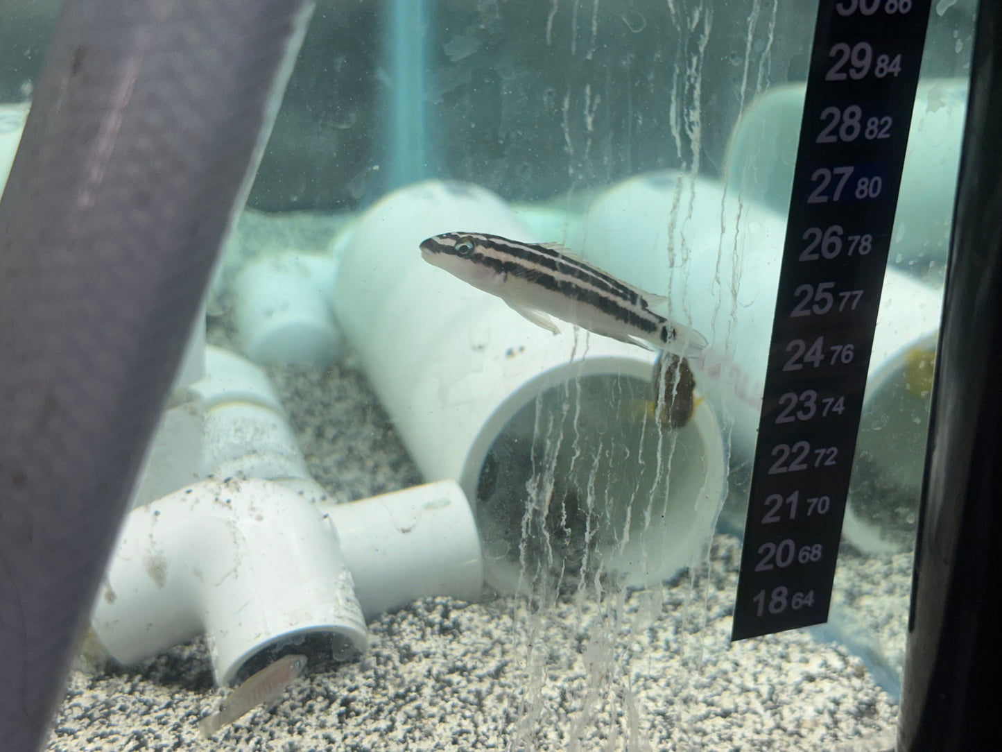 Julidochromis ornatus ”Zambia”