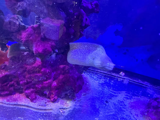 WHITE-EYED MORAY EEL OR GREYFACE MORAY EEL 12"-15"