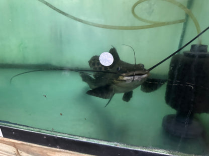 Sailfin Marble Achara Catfish (Leiarius Pictus)