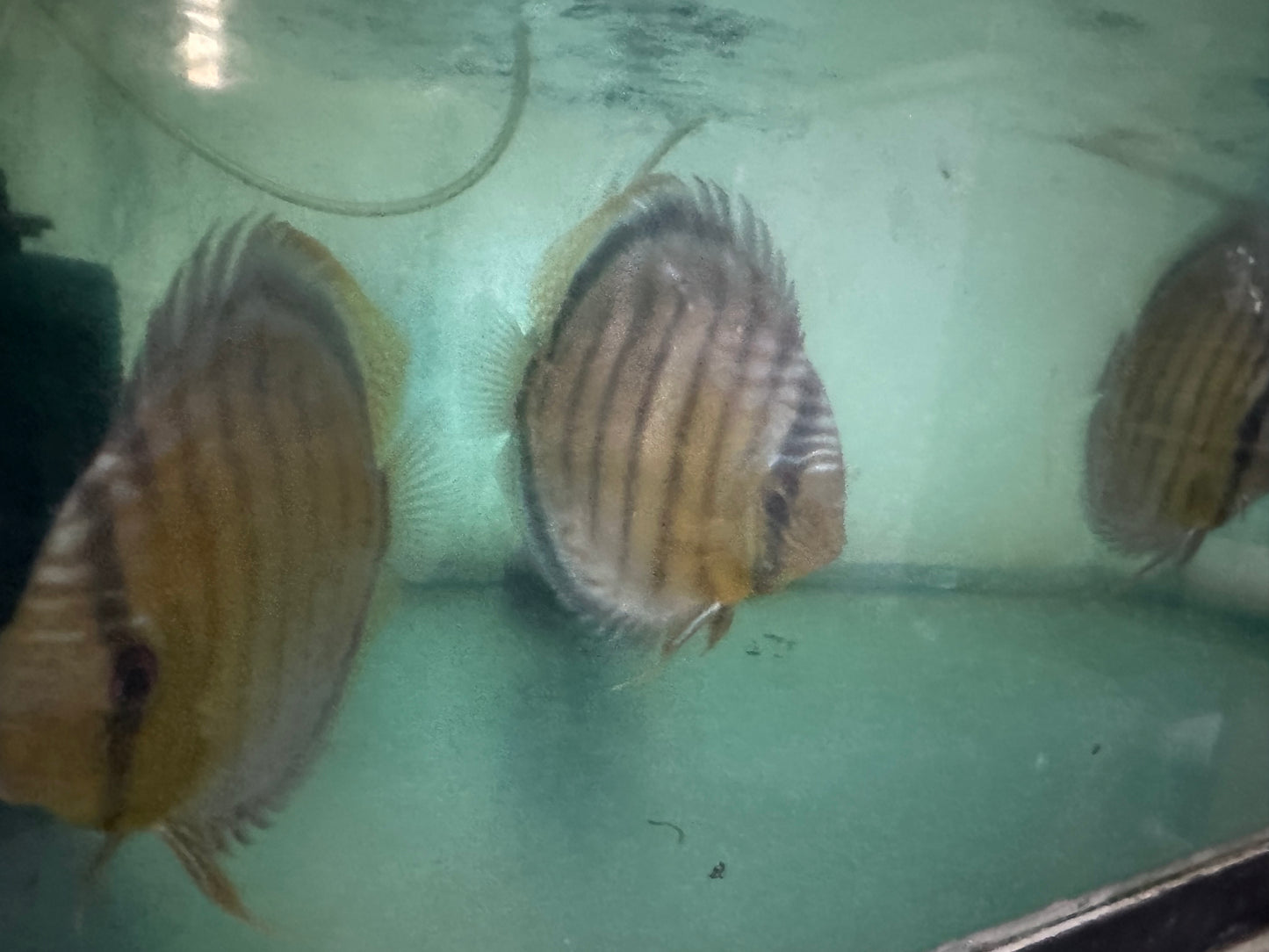 Wild Green Discus