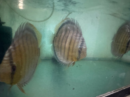 Wild Green Discus