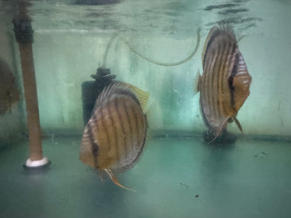 Wild Green Discus
