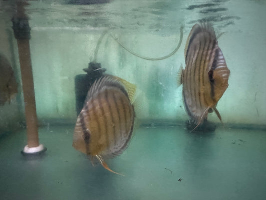 Wild Green Discus