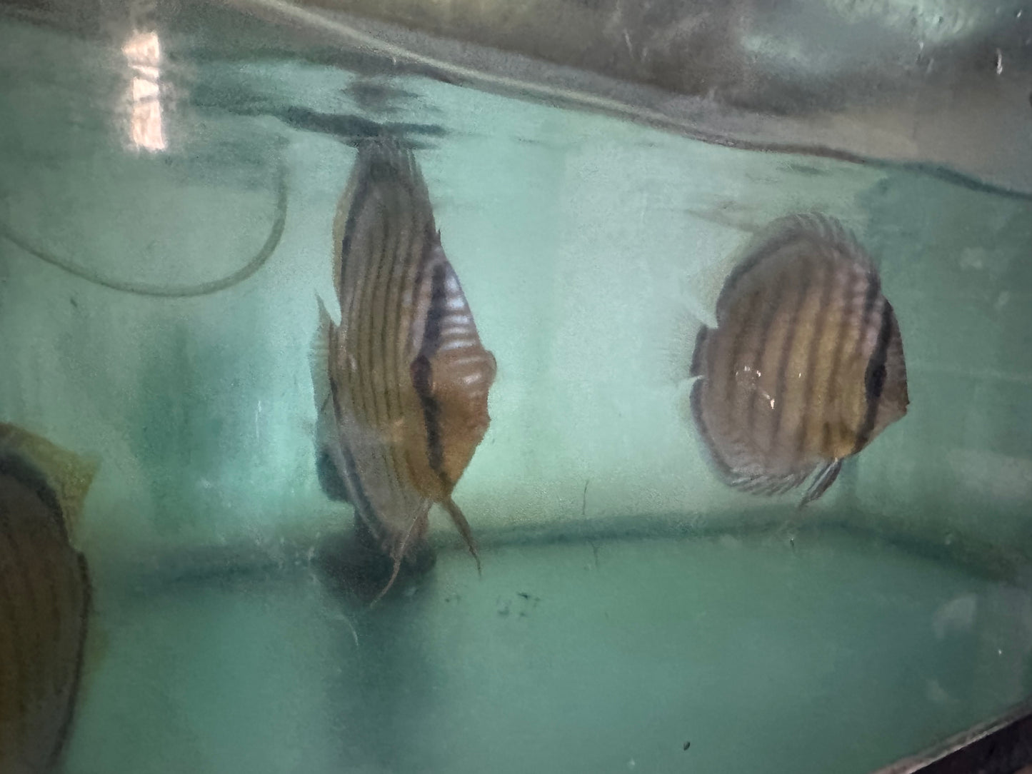 Wild Green Discus