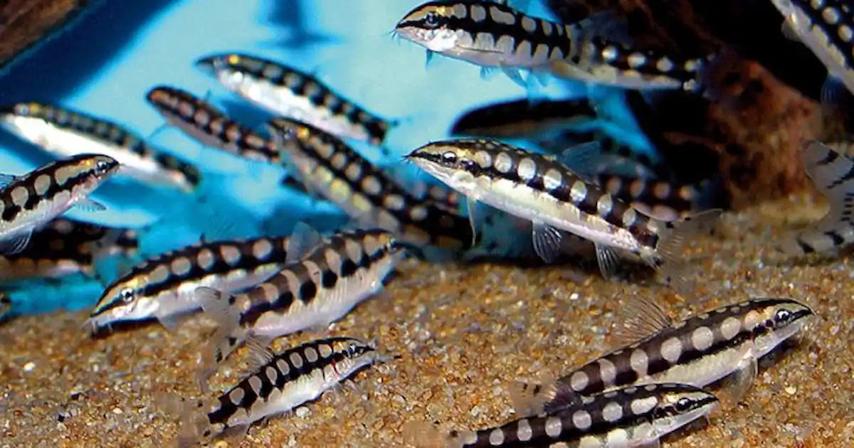 Dwarf Chain Loach / Sidthimunki Botia (Ambastia sidthimunki)