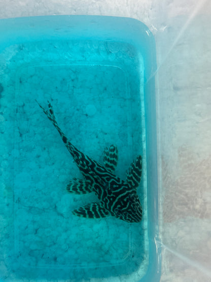 PLECO-L333 (KING TIGER)
