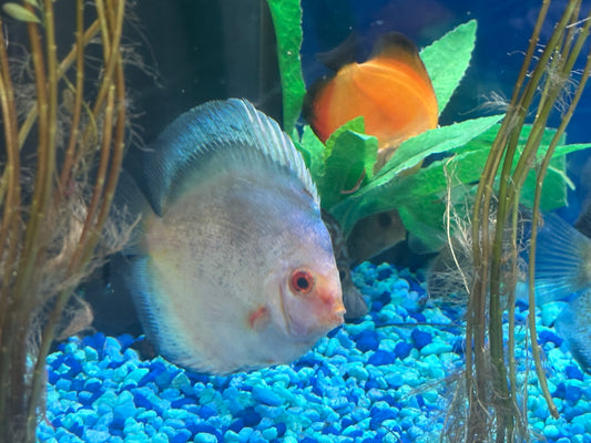 Mercury Blue Discus 4"-5"