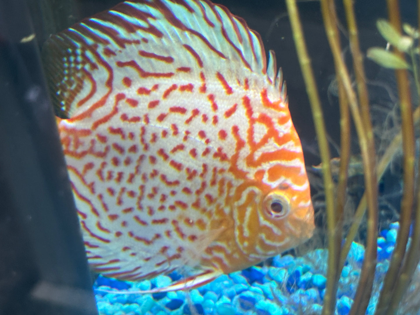 Albino Leopard Discus 5"+